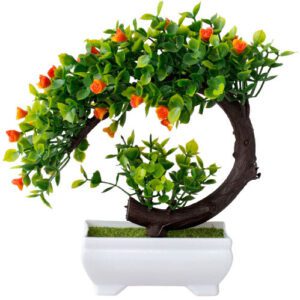 bonsai flamboyant rouge