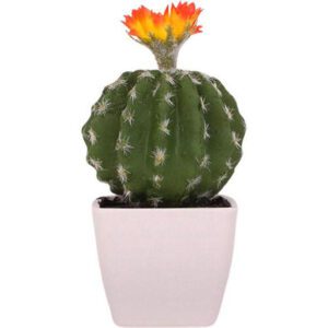 cactus pour bureau 2