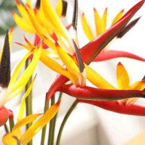 fleur de strelitzia 2