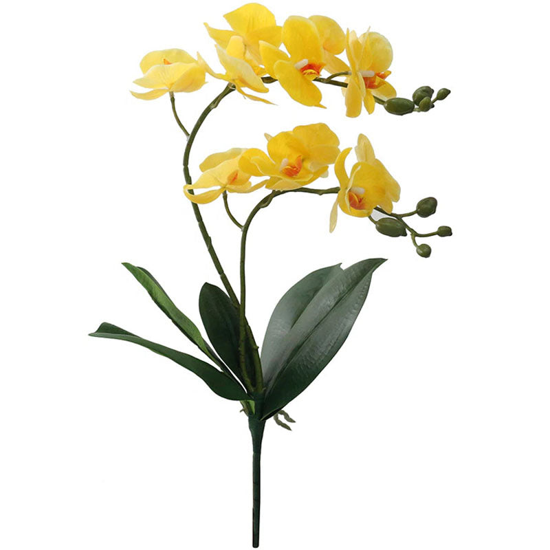 fleur orchidee jaune 2