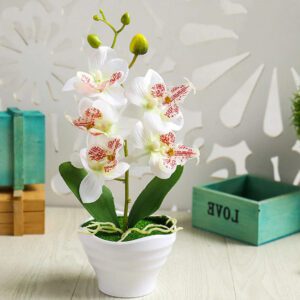 orchidee pour mariage 2