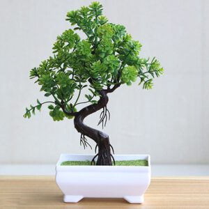 plante verte bonsai 2