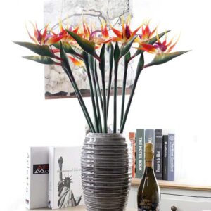 strelitzia orange 2