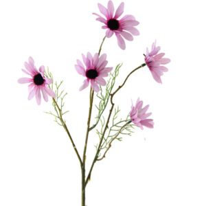 fleur de marguerite rose