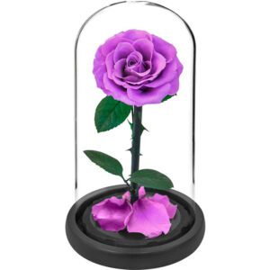 rose eternelle violette 2