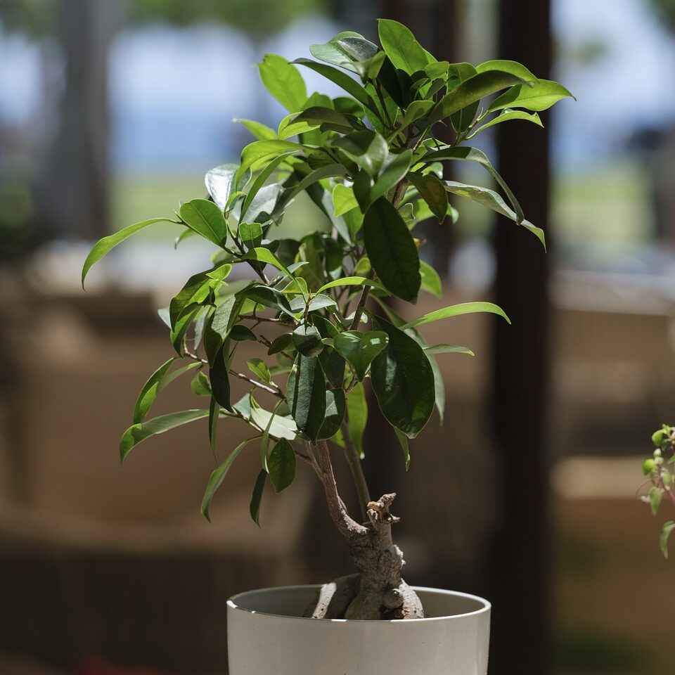 le bonsai ficus un arbre ideal pour les debutants 2